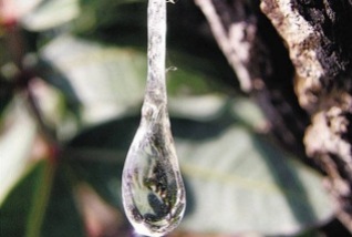 mastic crystal tear