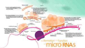 mirna-cancer-cell-reprogramming1